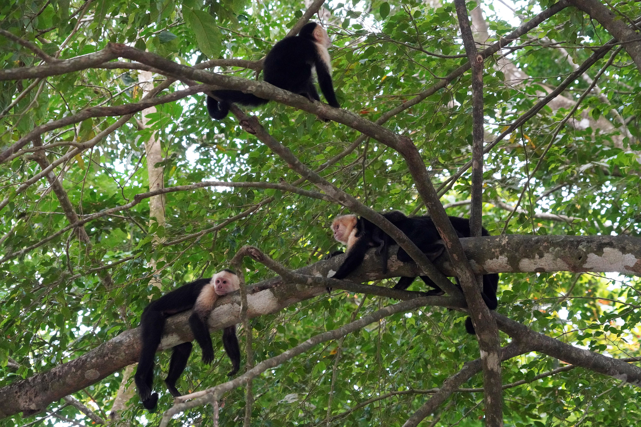 Costa Rica - Février 2025